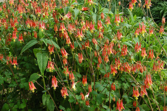 Columbine, Eastern Red (Aquilegia)