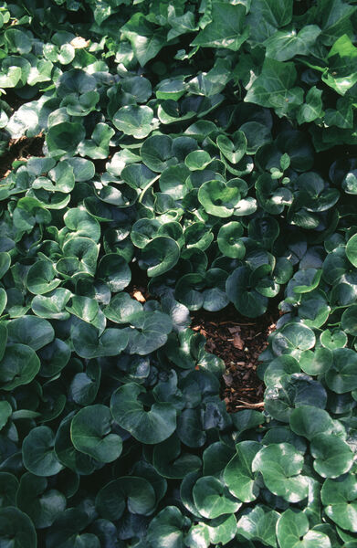 Asarum europaeum