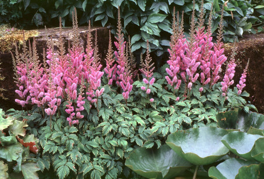 Astilbe chinensis 'Pumila'