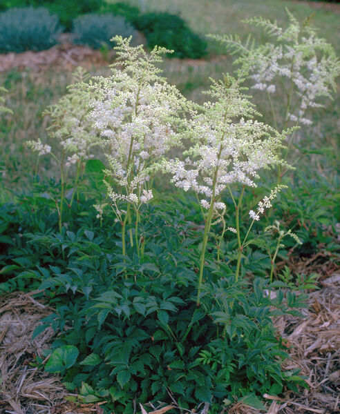 Astilbe japonica 'Deutschland'