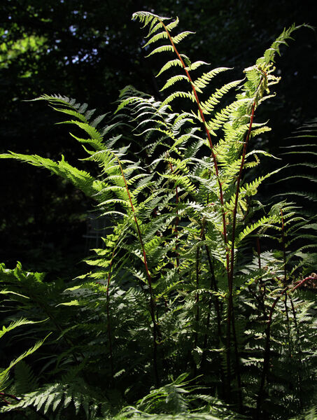 Athyrium filix-femina var. angustum 'Lady in Red'