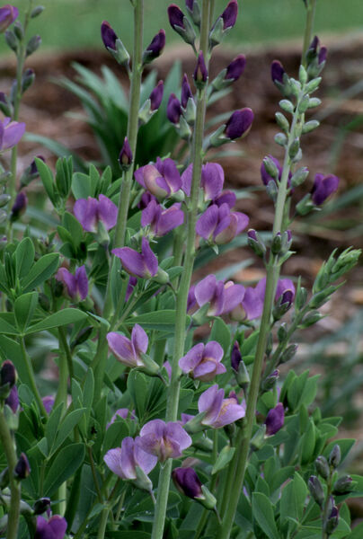False/ Wild Indigo (Baptisia)