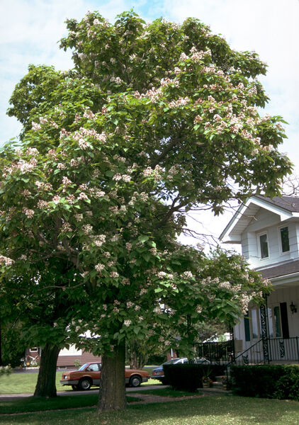 Catalpa speciosa