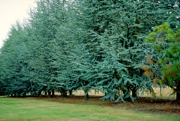 Cedrus atlantica 'Glauca'