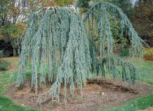 Cedrus a. 'Glauca Pendula'