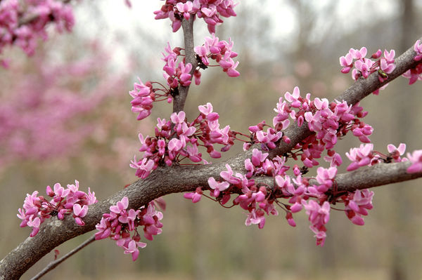 Cercis canadensis 'Forest Pansy'