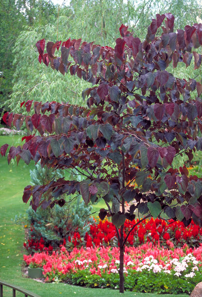 Cercis canadensis 'Forest Pansy'