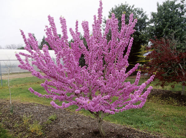 Cercis canadensis (Single-Trunk)
