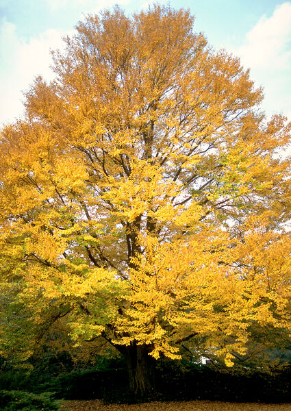 Cercidiphyllum japonicum