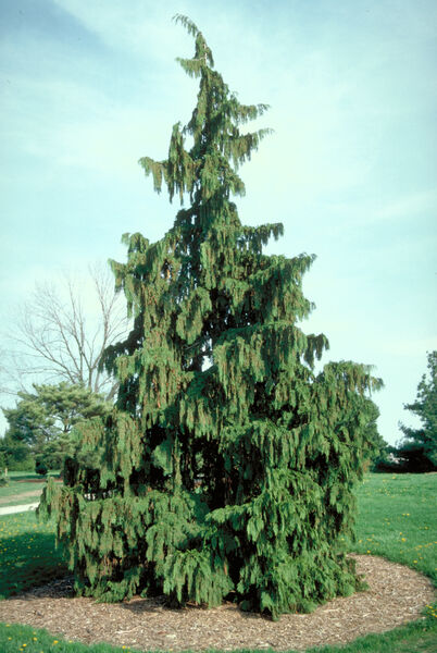 Chamaecyparis nootkatensis 'Pendula'