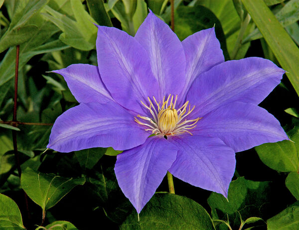 Clematis 'Jackmanii'