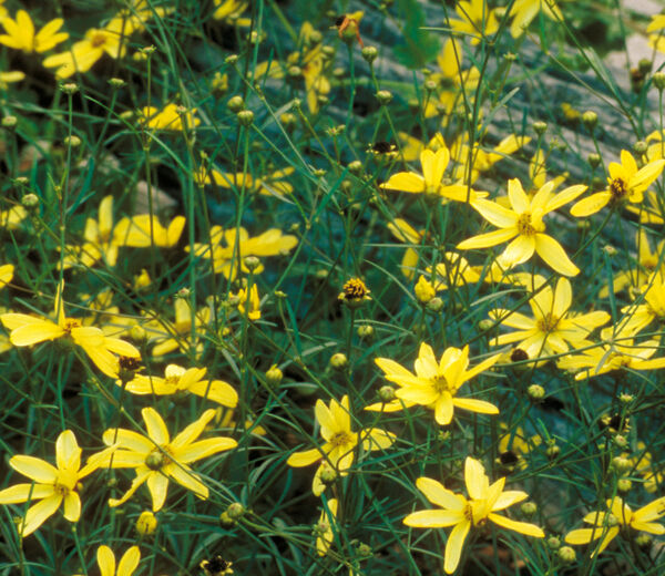 Tickseed, Whorled Threadleaf 'Moonbeam' (Coreopsis)