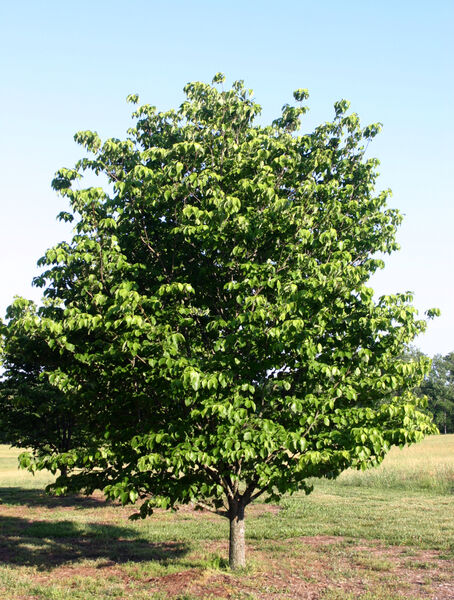 Cornus florida 'Cherokee Princess'