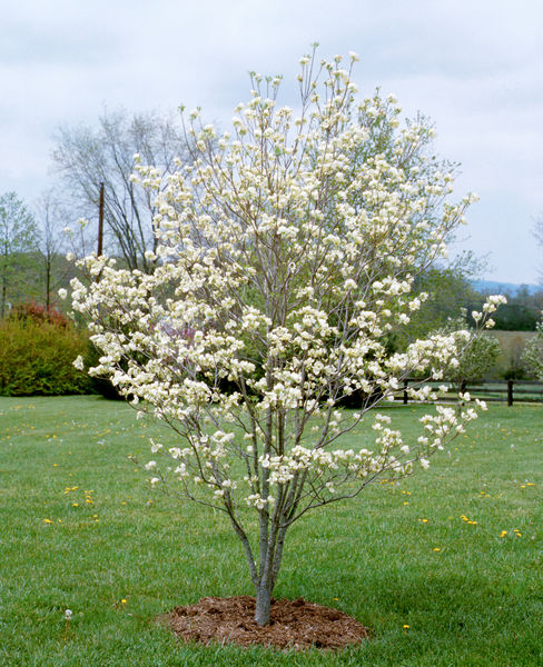 Cornus florida 'Cherokee Princess'