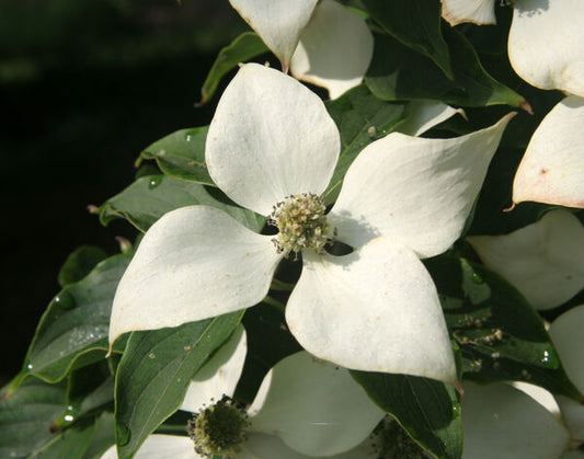 Dogwood, Oriental / Kousa (Cornus) Multi-Trunk