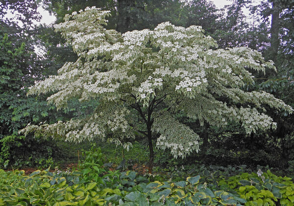 Cornus k. 'Wolf Eyes'