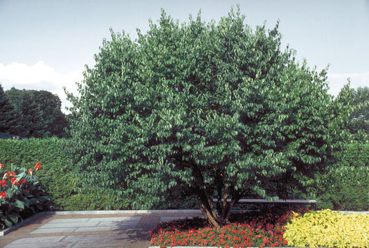 Dogwood, Cornelian Cherry (Cornus)