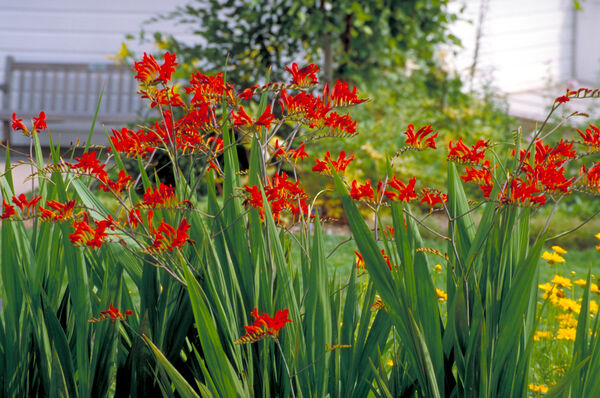 Crocosmia 'Lucifer'