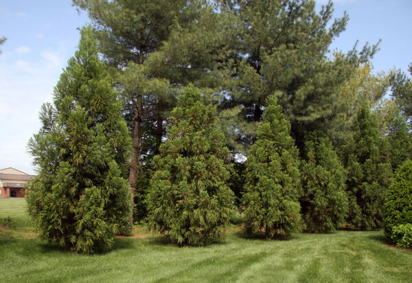 Cryptomeria j. 'Yoshino'