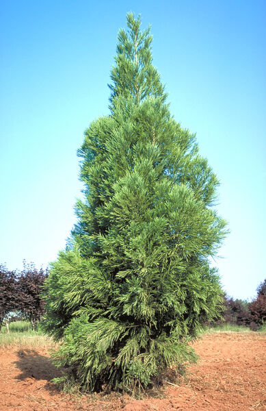 Cryptomeria j. 'Yoshino'