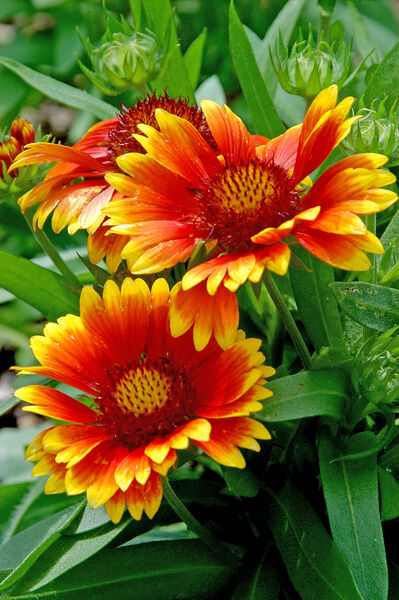 Gaillardia x grandiflora 'Arizona Sun'