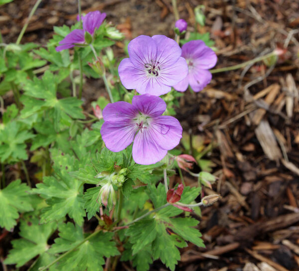 Geranium x 'Rozanne'