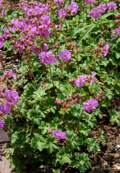 Cranesbill / Hardy Geranium 'Biokovo' (Geranium)