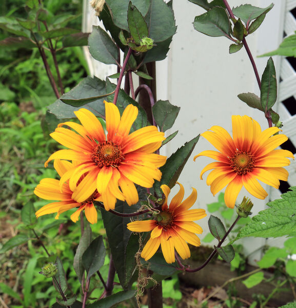 Heliopsis helianthoides v scabra 'Burning Hearts'