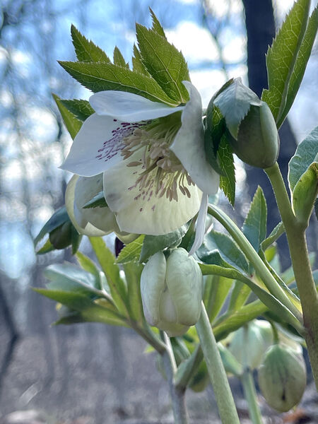 Helleborus orientalis 'Royal Heritage'