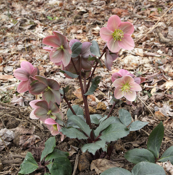 Helleborus x ballardiae 'HGC Pink Frost'