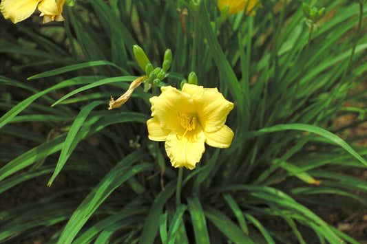 Hemerocallis 'Stella de Oro'