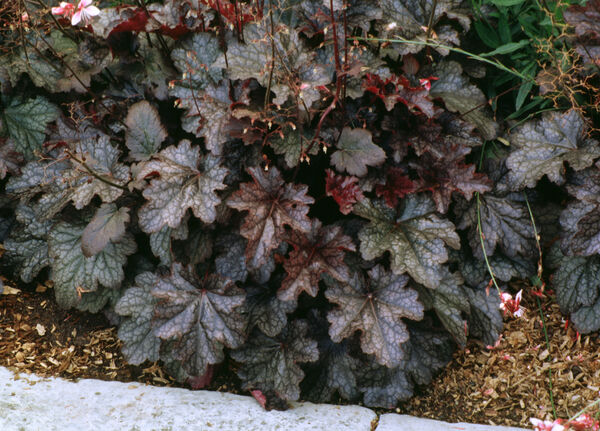 Heuchera 'Plum Pudding'