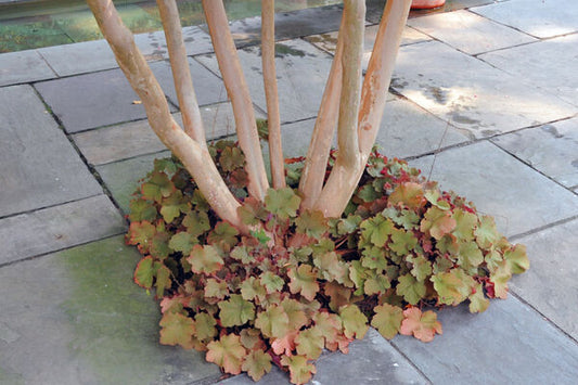 Heuchera villosa 'Caramel'