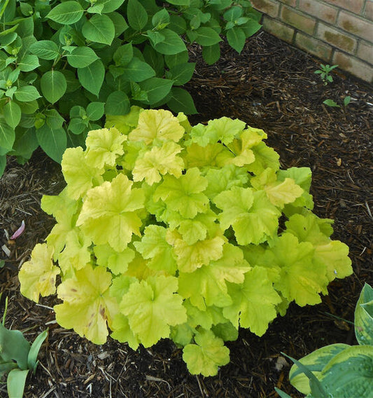 Heuchera villosa 'Citrinelle'