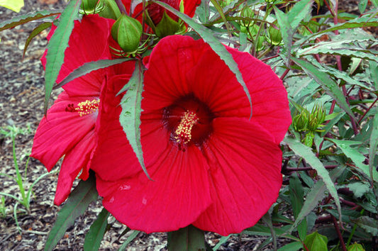 Hibiscus moscheutos 'Fireball'