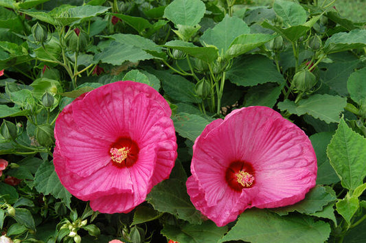 Hibiscus moscheutos 'Luna Rose'