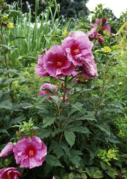 Hibiscus moscheutos 'Plum Crazy'