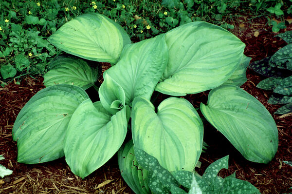 Plantain Lily 'Guacamole' (Hosta) – Passiglia Landscape, Nursery ...