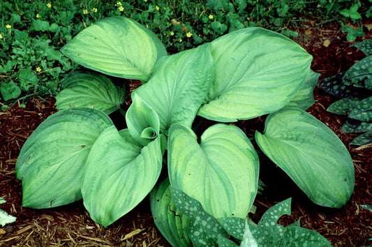 Hosta 'Guacamole'