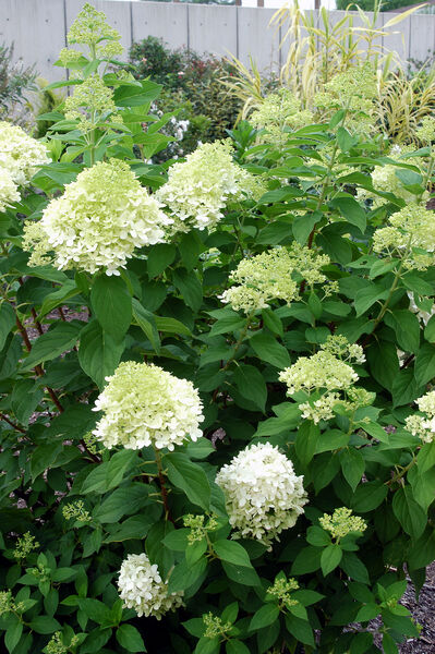 Hydrangea paniculata 'Limelight'