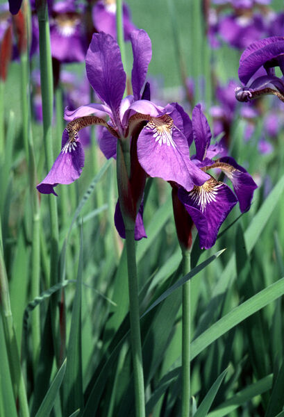 Iris siberica 'Caesar's Brother'