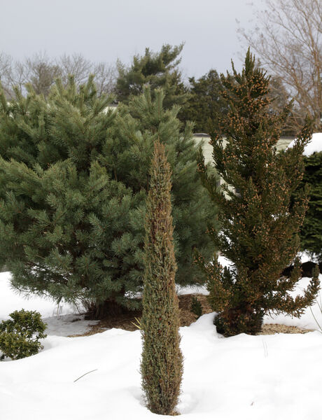 Juniperus com. 'Compressa'