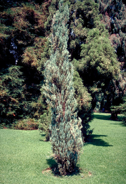 Juniperus v. 'Skyrocket'