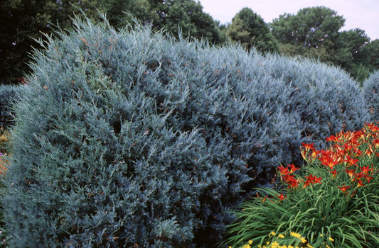 Juniper, Red Cedar Pyramidal 'Wichita Blue' (Juniperis)