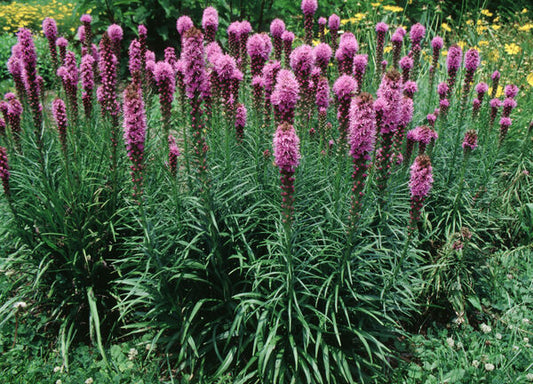 Liatris spicata 'Kobold'