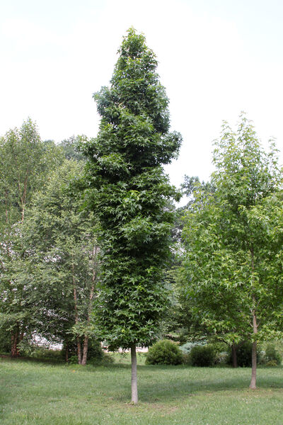 Liquidambar 'Slender Silhouette'