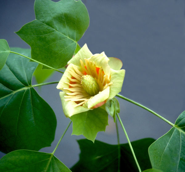 Liriodendron tulipifera