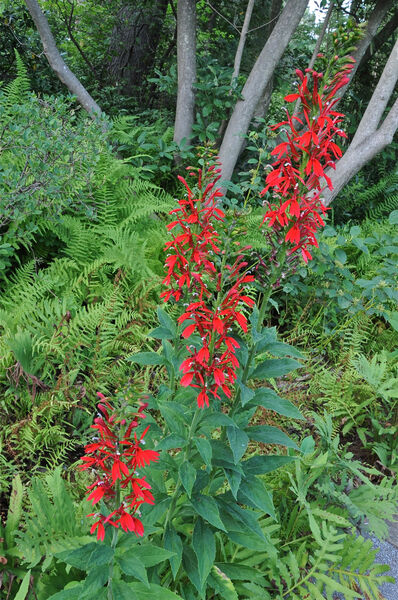 Cardinal Flower (Lobelia)