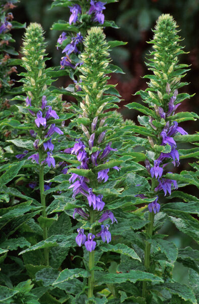 Lobelia siphilitica