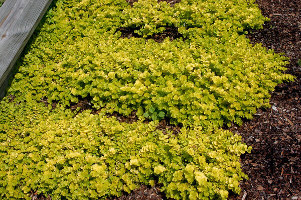 Lysimachia nummularia 'Goldilocks'